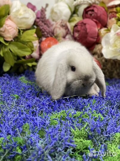 Кролик минилоп