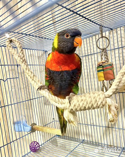 Радужный лорикет попугай