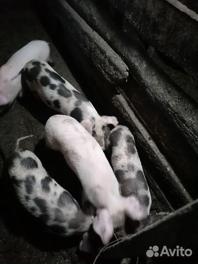 Поросенок ландрас