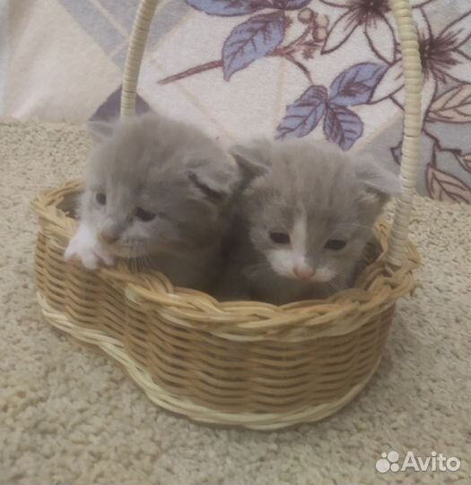 Котята мальчики