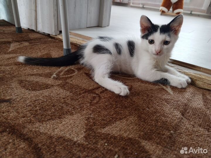 Котик ищет дом