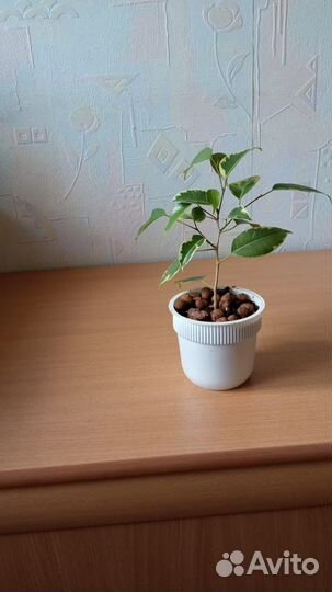 Фикус бенджамина