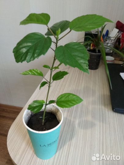 Драцена и гибискус