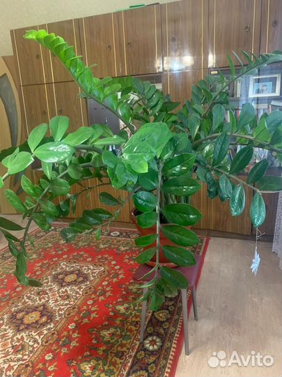 Замиокулькас