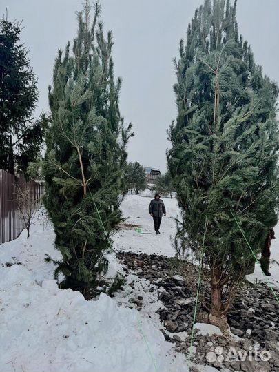 Ель 3.75 метра