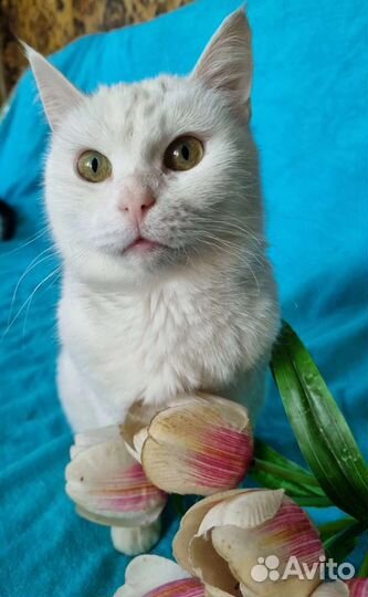 Ангел - Хранитель твой. Белая кошка