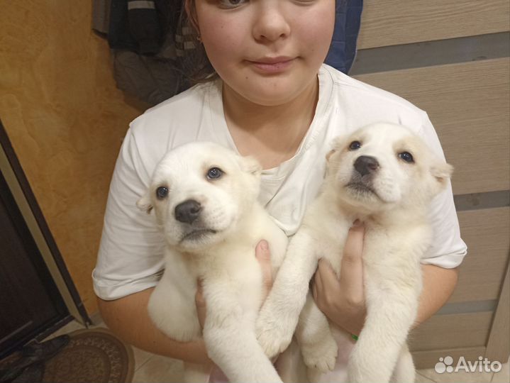 Щенки алабая