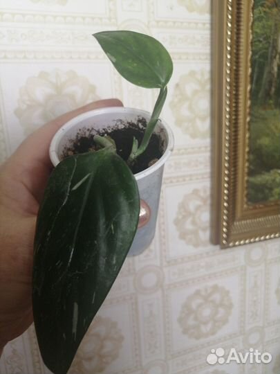 Филодендроны - черенки с корнями