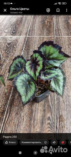 Бегонии, сциндапсус