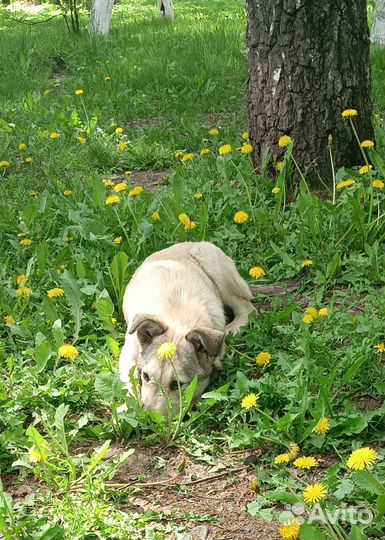 Девочка ищет дом