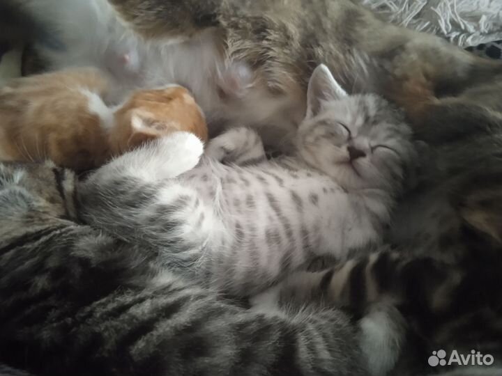 Котята в добрые руки