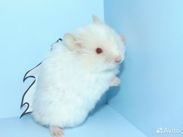 Сирийские хомяки из питомника 