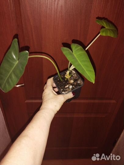 Филодендрон