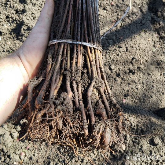 Подвой всл для вишни,черешни а также саккуры