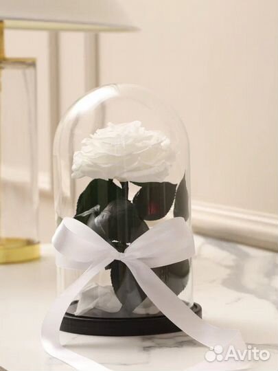 Роза белая в колбе.Красавица и чудовище L-XL