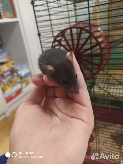 Крысята дамбо девочки