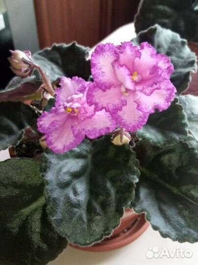 Фиалка цветущая