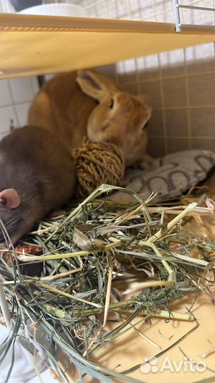 Декоративные кролики