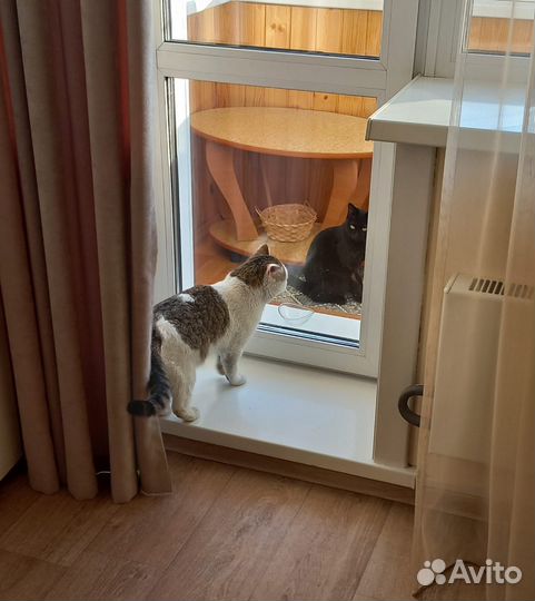 Кот в добрые руки