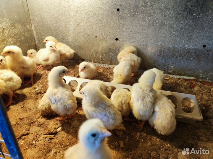 Цыплята бройлеры кобб 500