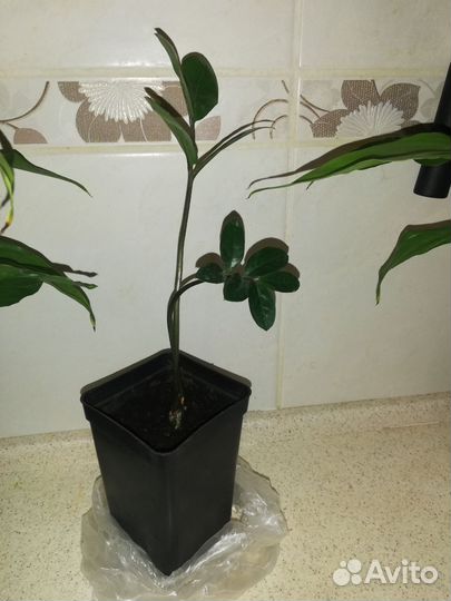 Замиокулькас