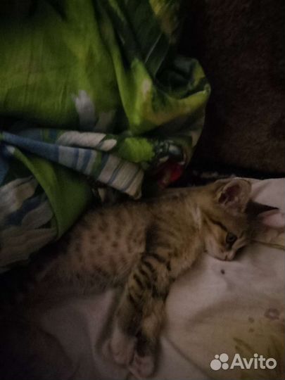 Кошка в дар бесплатно