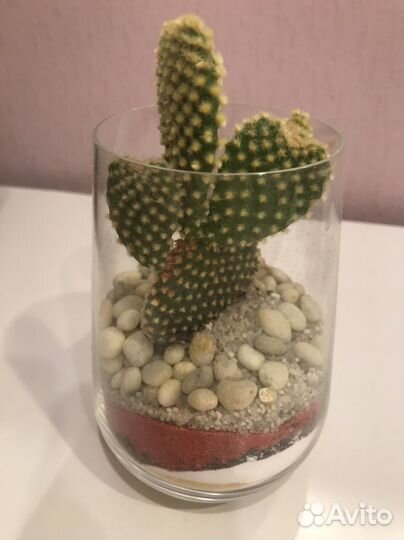 Флорариум Кактус
