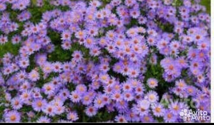 Саженцы многолетней астры