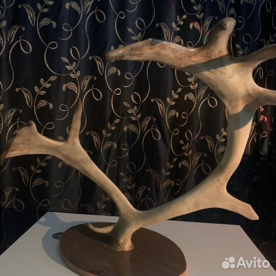 Рога на стену