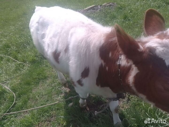 Телята бычки и телки