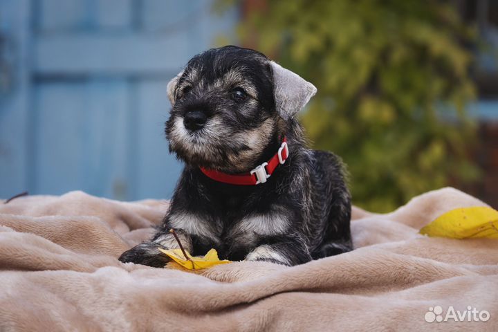 Цвергшнауцер