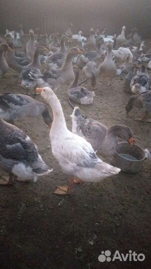 Крупные серые гуси