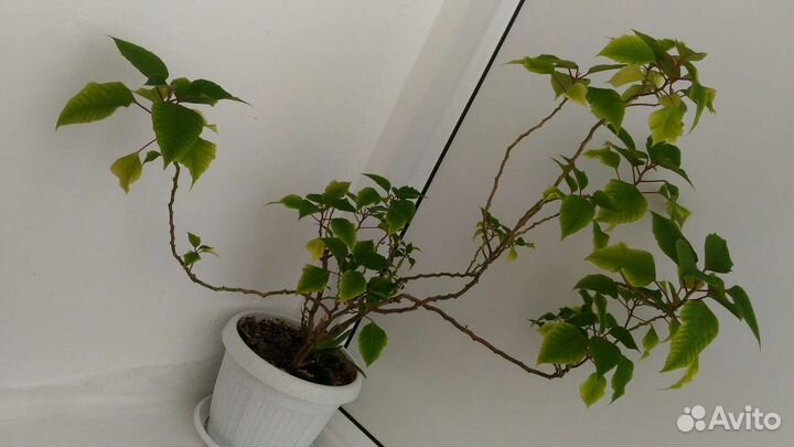 Комнатные растения