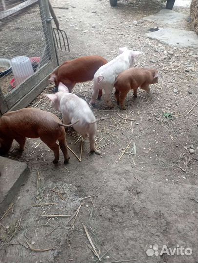 Поросята