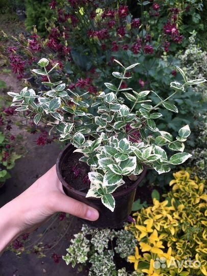 Бересклет Сильвер Квин саженцы