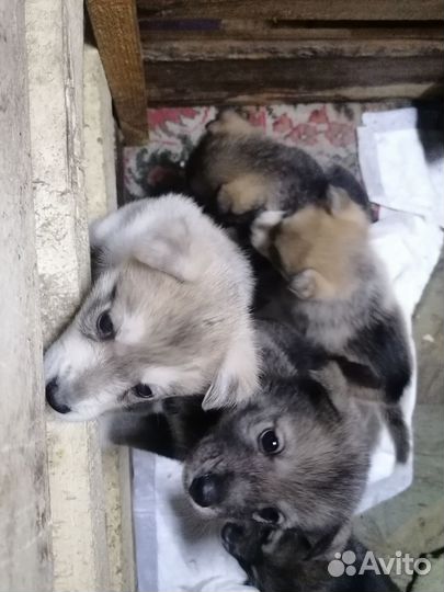 Щенки сибирской хаски