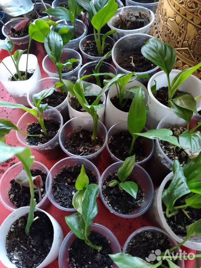 Избавляюсь от излишков красоты