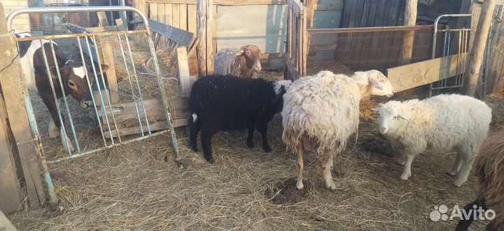 Ягнята ярочки