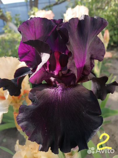 Многолетний Ирис