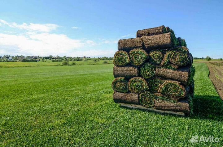 Укладка рулонного газона