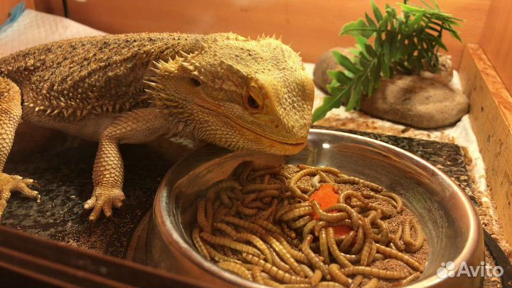 Мучной червь живой(хрущак, мучник), Зофобас