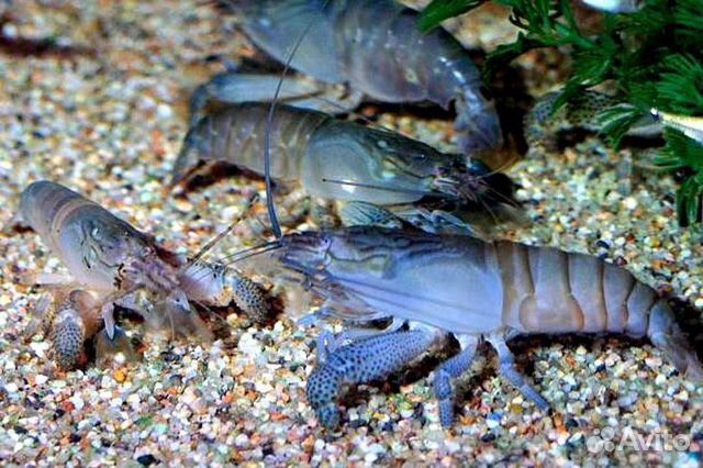 Габонский фильтратор. Креветка банановый фильтратор. Креветка банановый фильтратор. Габонский фильтратор. Аквариумная креветка фильтратор.