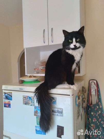 Кот для вязки