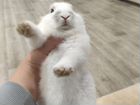 Кролик объявление продам