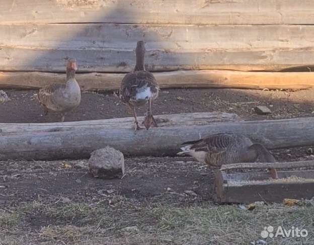 Гуси дикие. Серые