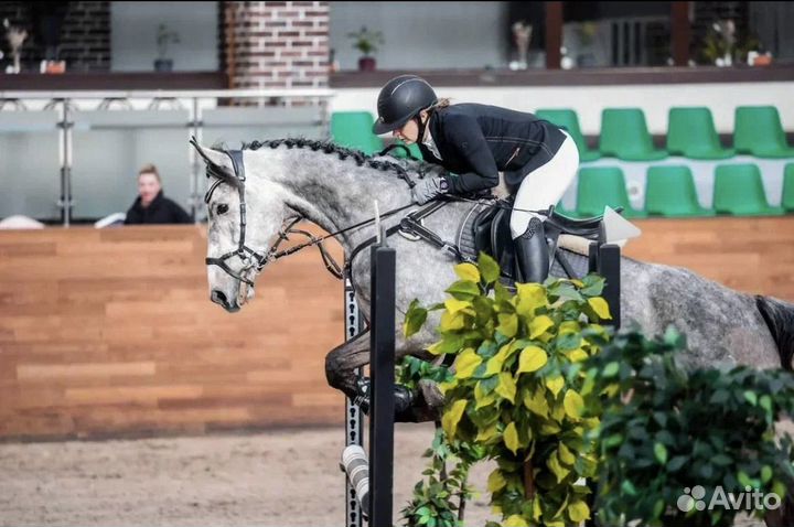 Продажа лошадей