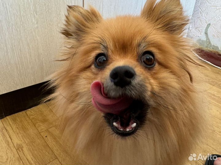 Передержка кошек и собак