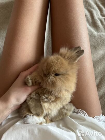 Кролик мини