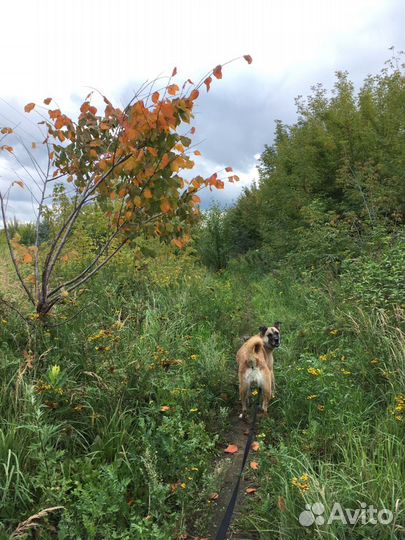 Златерья ищет дом и своего человека