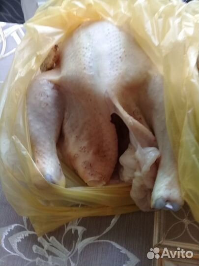 Мясо домашнего бройлера